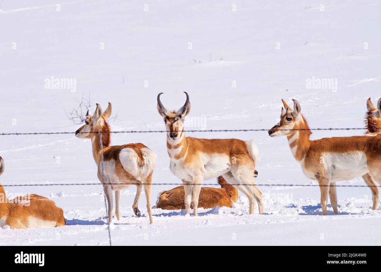 Pronghorn antelope stop along a fence in ranch lands in the grasslands in the foothills of the Santa Rita Mountains, north of Sonoita, Arizona, USA. A Stock Photo