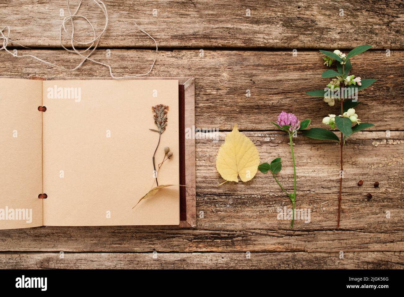 Drying up plants in scrapbook, flat lay Stock Photo