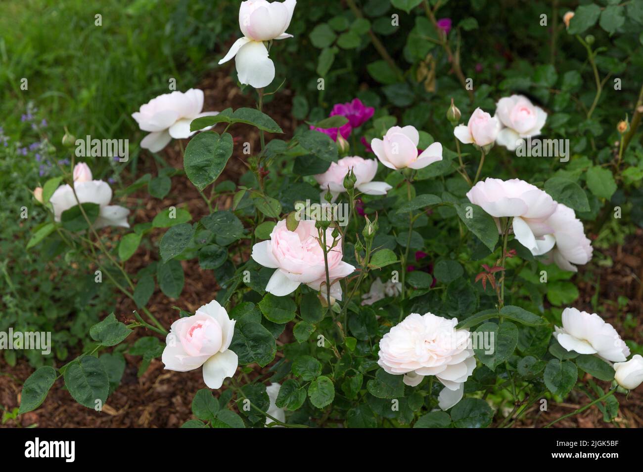 Pink rose Gentle Hermione in summer garden, sunny day Stock Photo