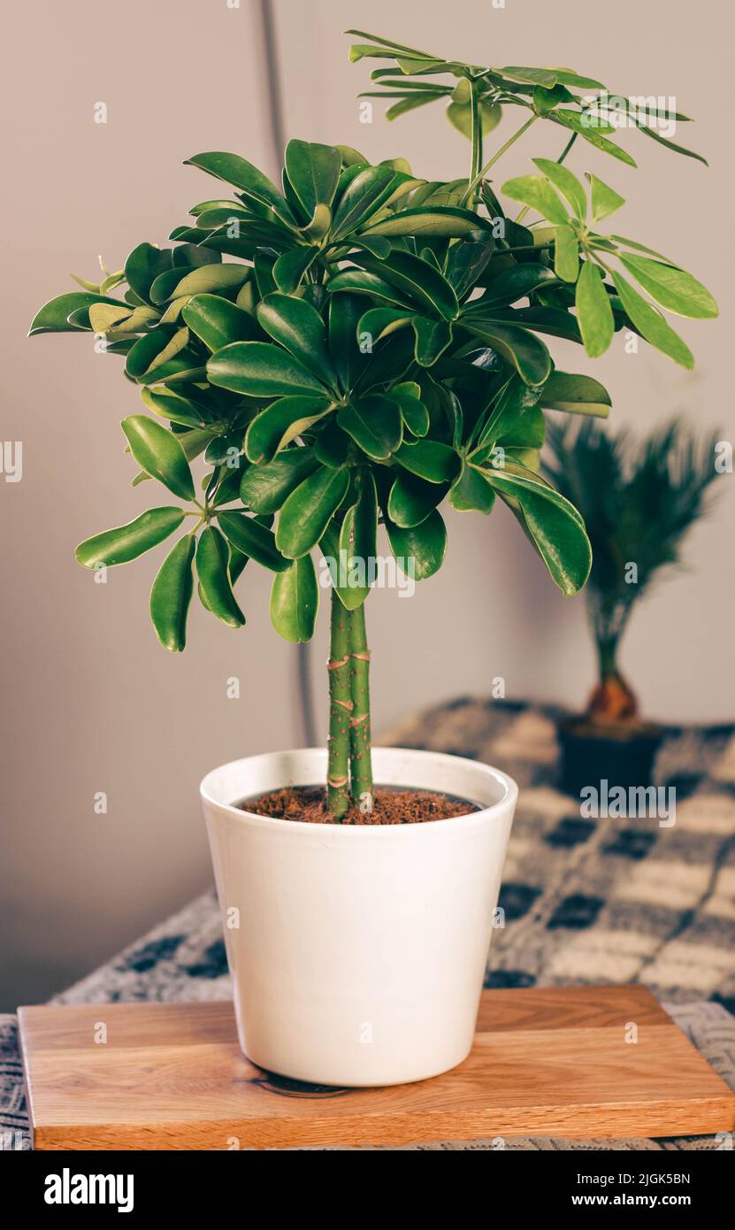 umbrella plant, schefflera in white porcelaine pot with cycas palm in the background Stock Photo