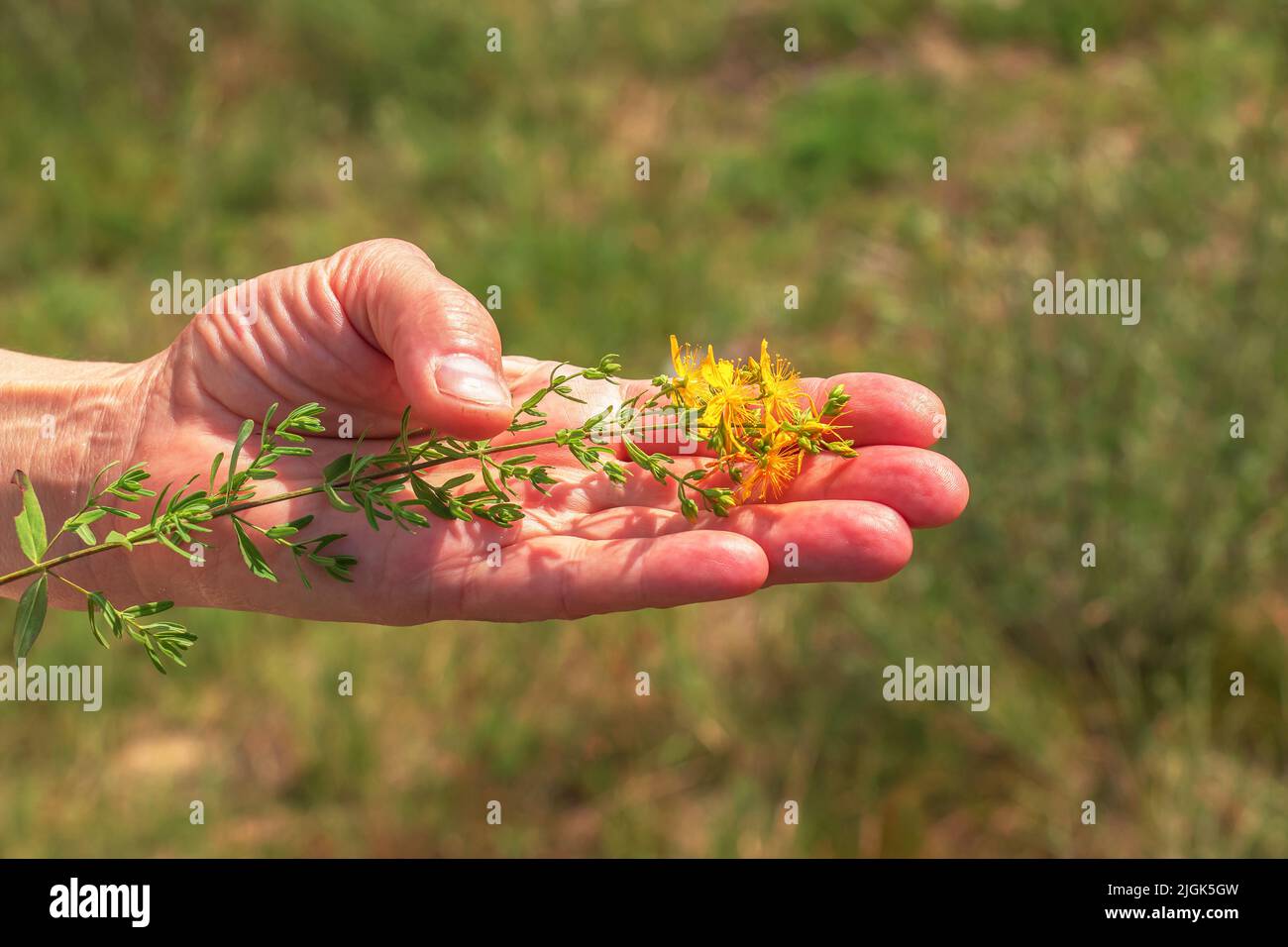 Medicinal herbs growing in a wild meadow. Yellow flowering St. John's