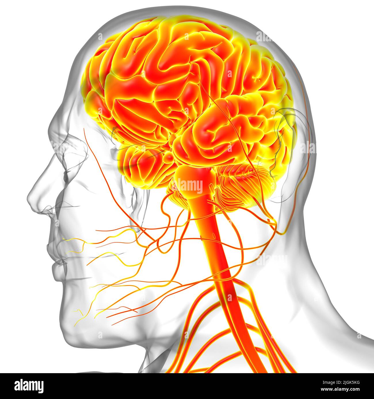 Human Brain Anatomy For Medical Concept 3D Illustration Stock Photo - Alamy