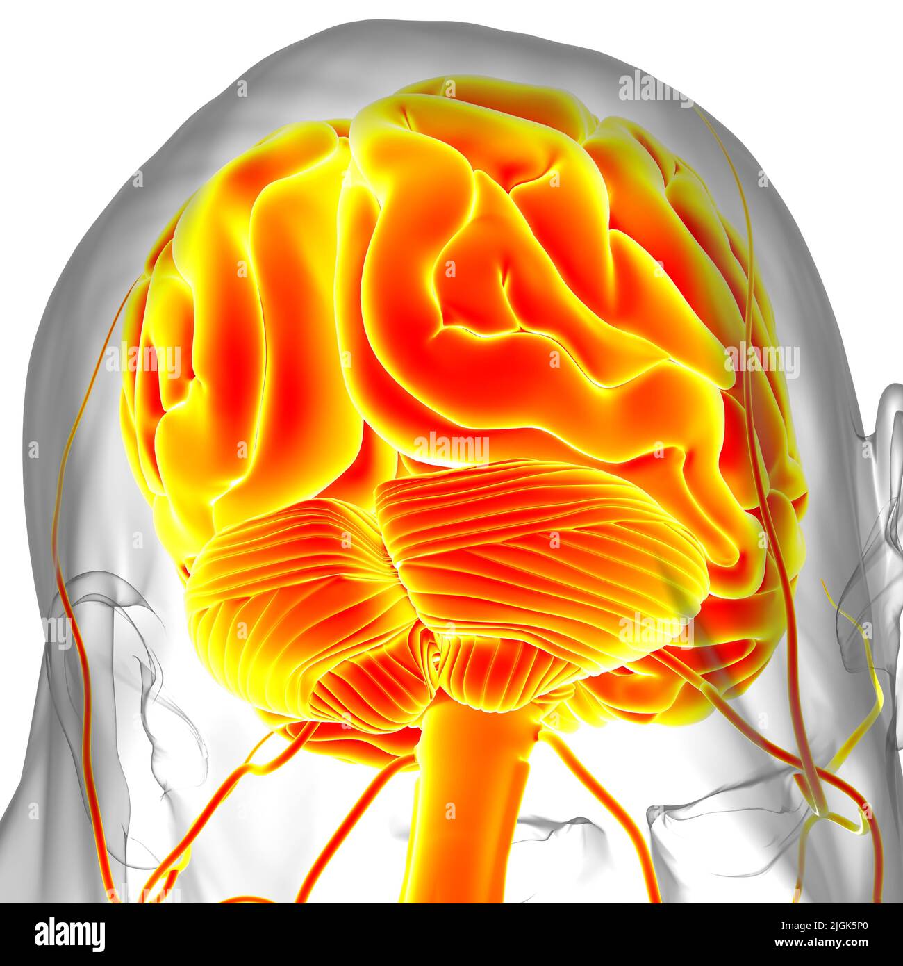 Human Brain Anatomy For Medical Concept 3D Illustration Stock Photo Alamy