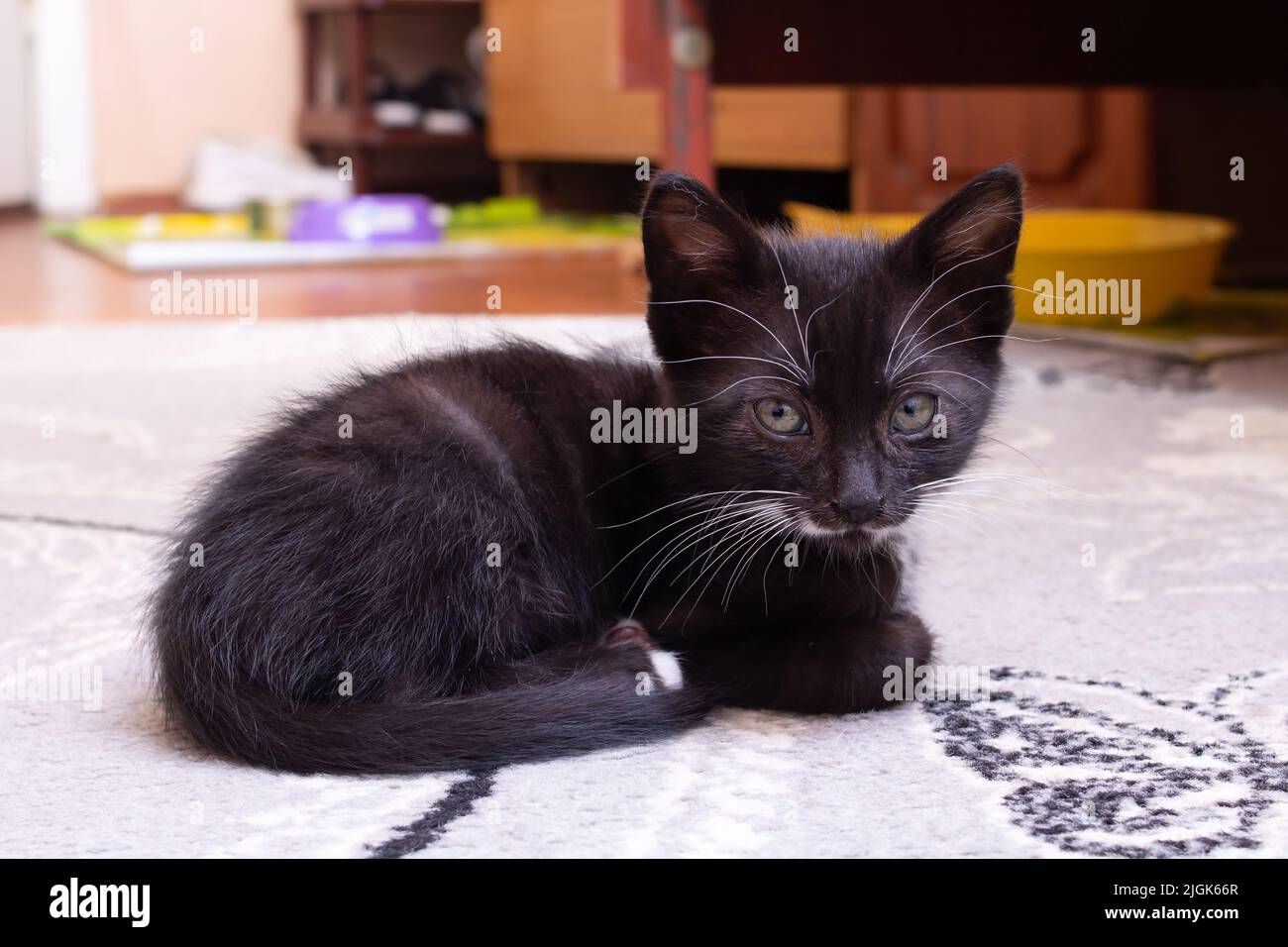 Sad black kitten discount