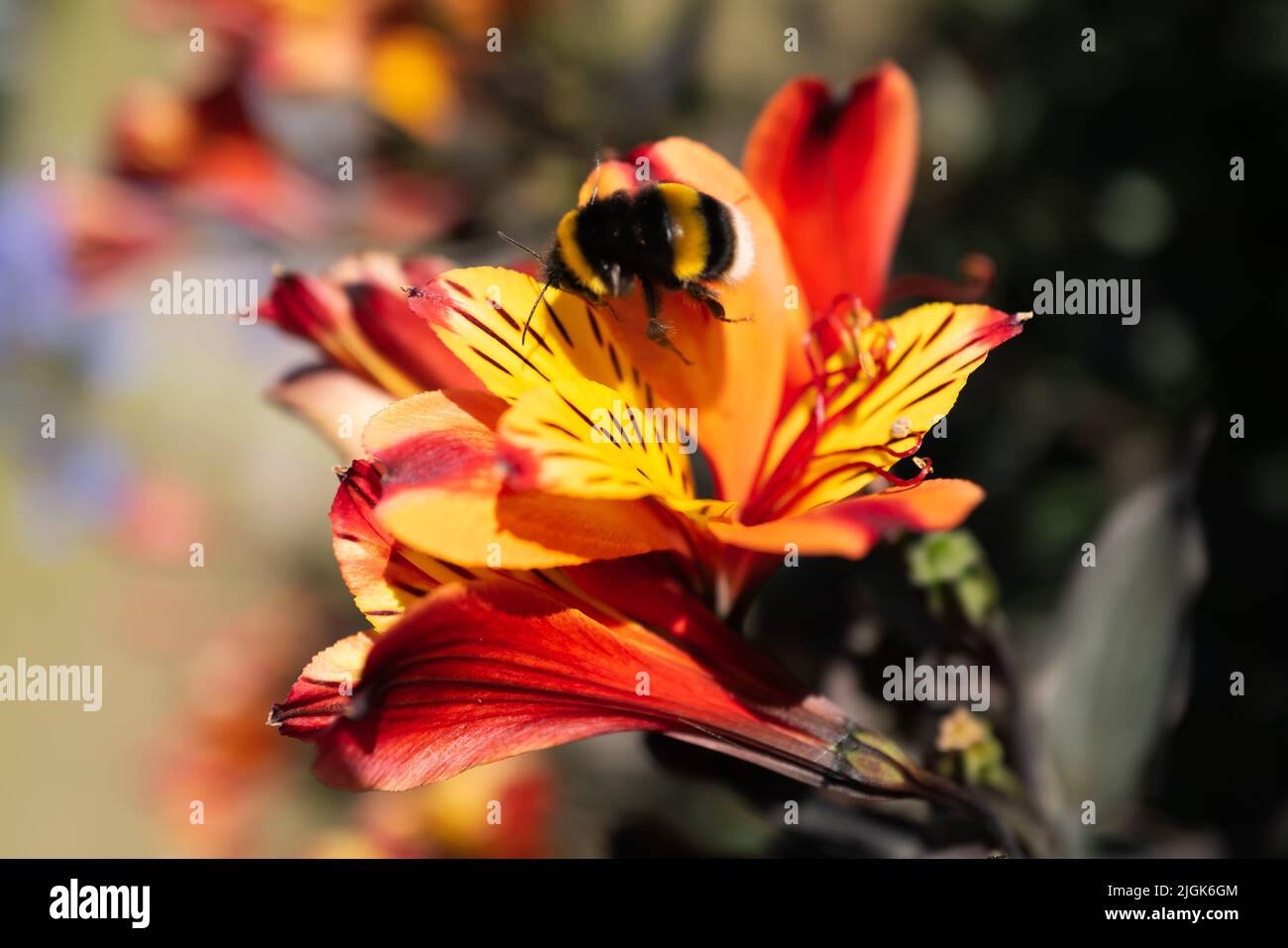Vibrant orange and yellow  Alstroemeria flower with a bumble bee flying away from its centre. There is is motion blur on the bee. Stock Photo