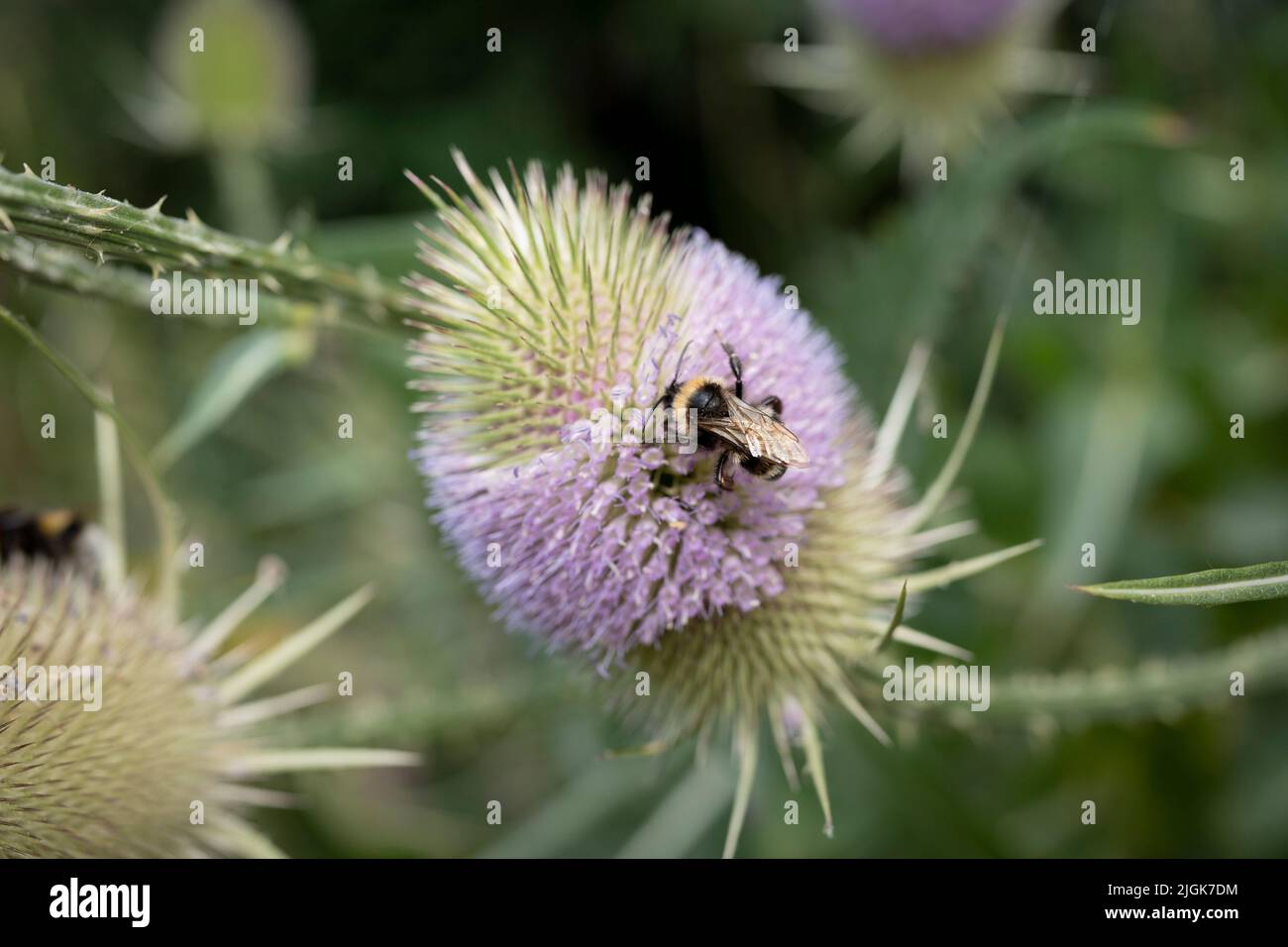 A bumble bee (bombus terrestris) gathers pollen on a flowering spear thistle (Cirsium lanceolatum) in a July south London garden, on 10th July 2022, in London, England. Stock Photo