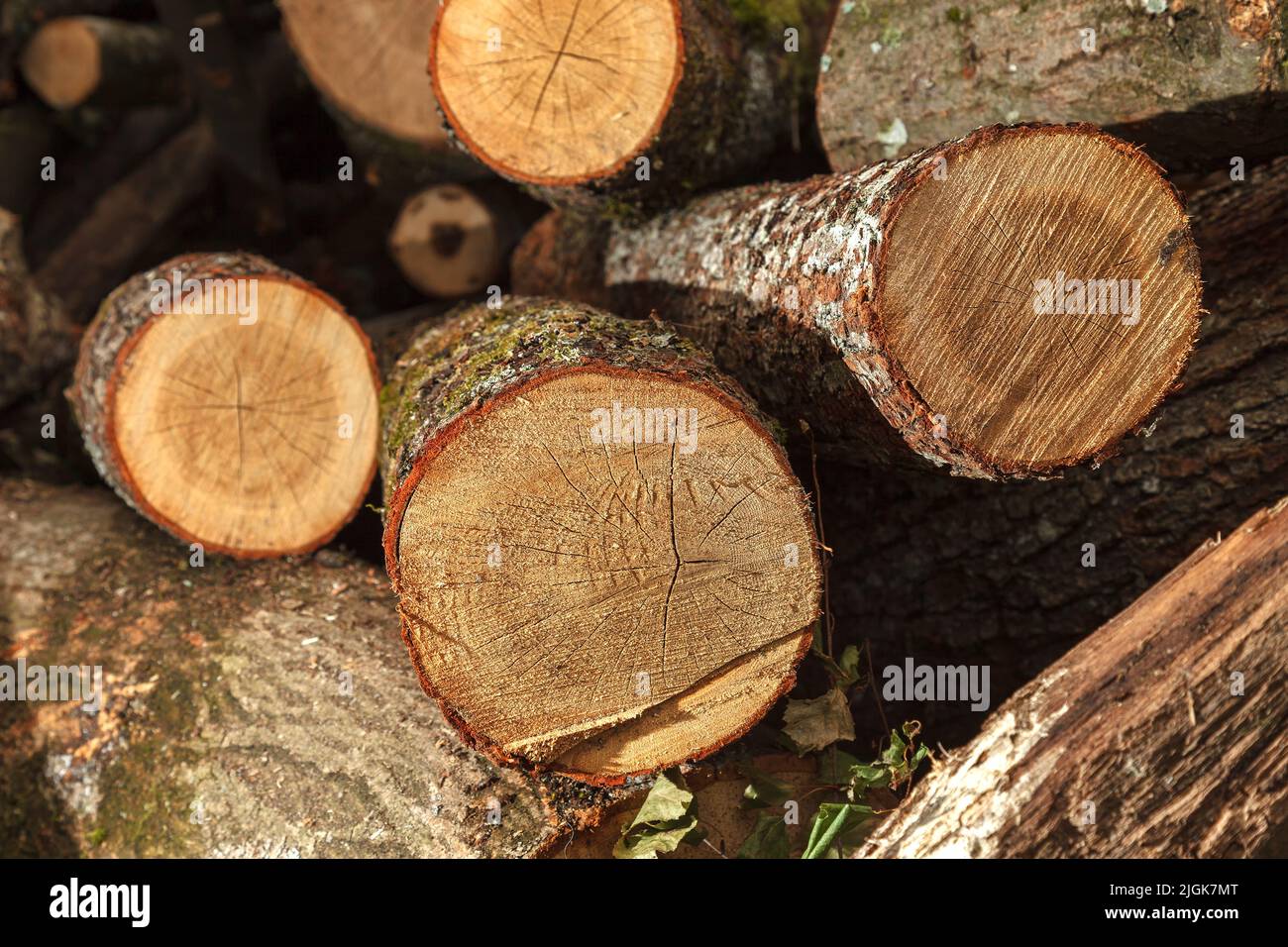 A bunch of big, sliced logs lying on the ground. Hardwood logs will be ...