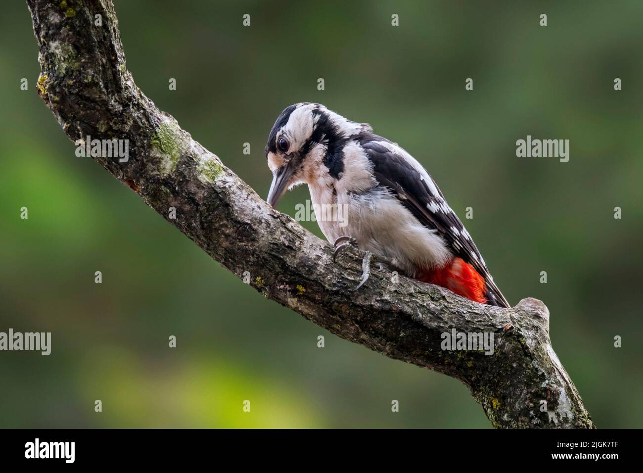 Great spotted woodpecker / greater spotted woodpecker (Dendrocopos major) female foraging on tree branch in forest Stock Photo
