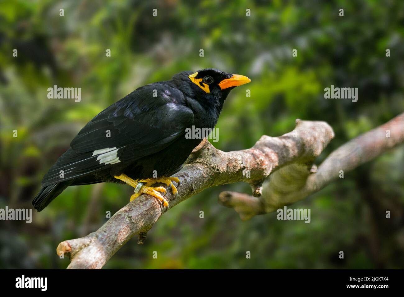 Common hill myna bird (Gracula religiosa / Gracula indica) native to the hill regions of South Asia and Southeast Asia Stock Photo
