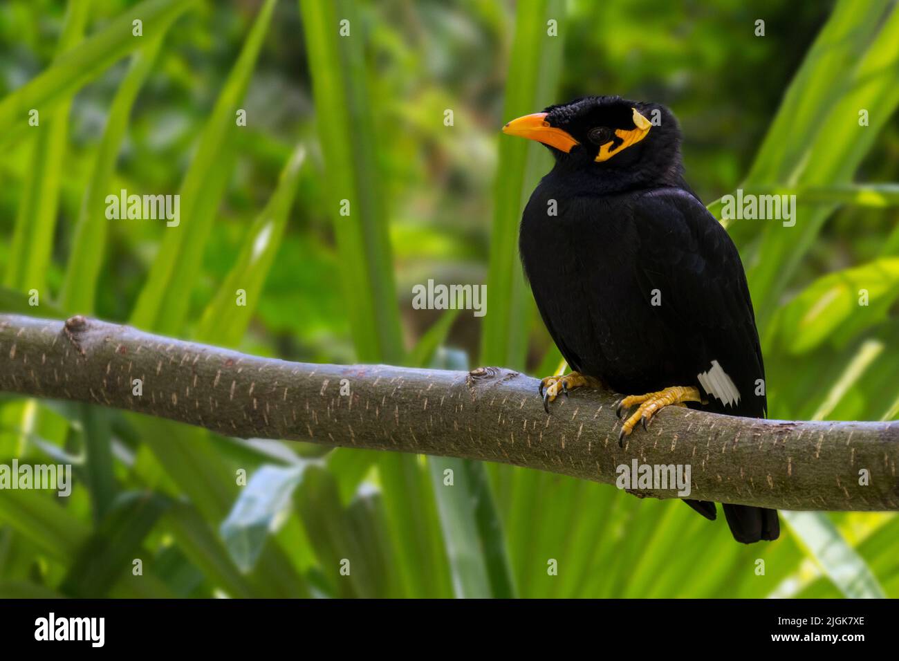 Common hill myna bird (Gracula religiosa / Gracula indica) native to the hill regions of South Asia and Southeast Asia Stock Photo