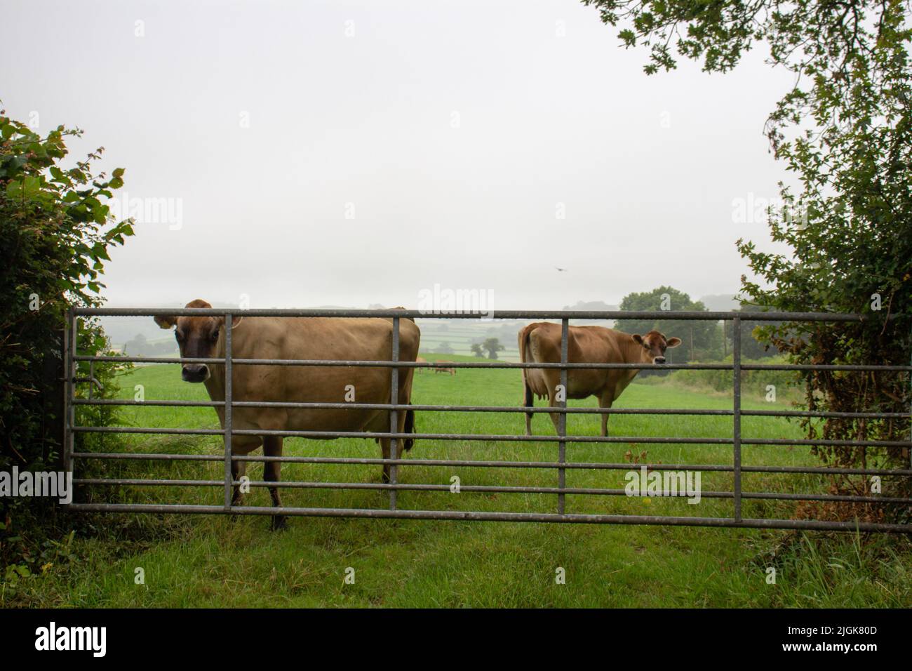 Jersey cattle standing at a metal farm gate in a field of green grass with fog and mist in the background Stock Photo