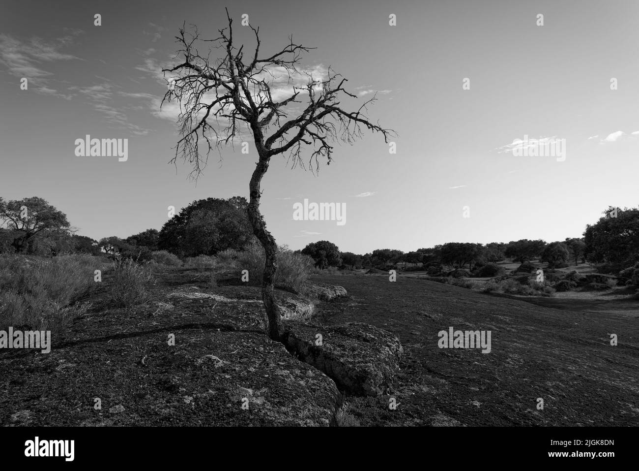 Broken tree in forest Black and White Stock Photos & Images - Alamy