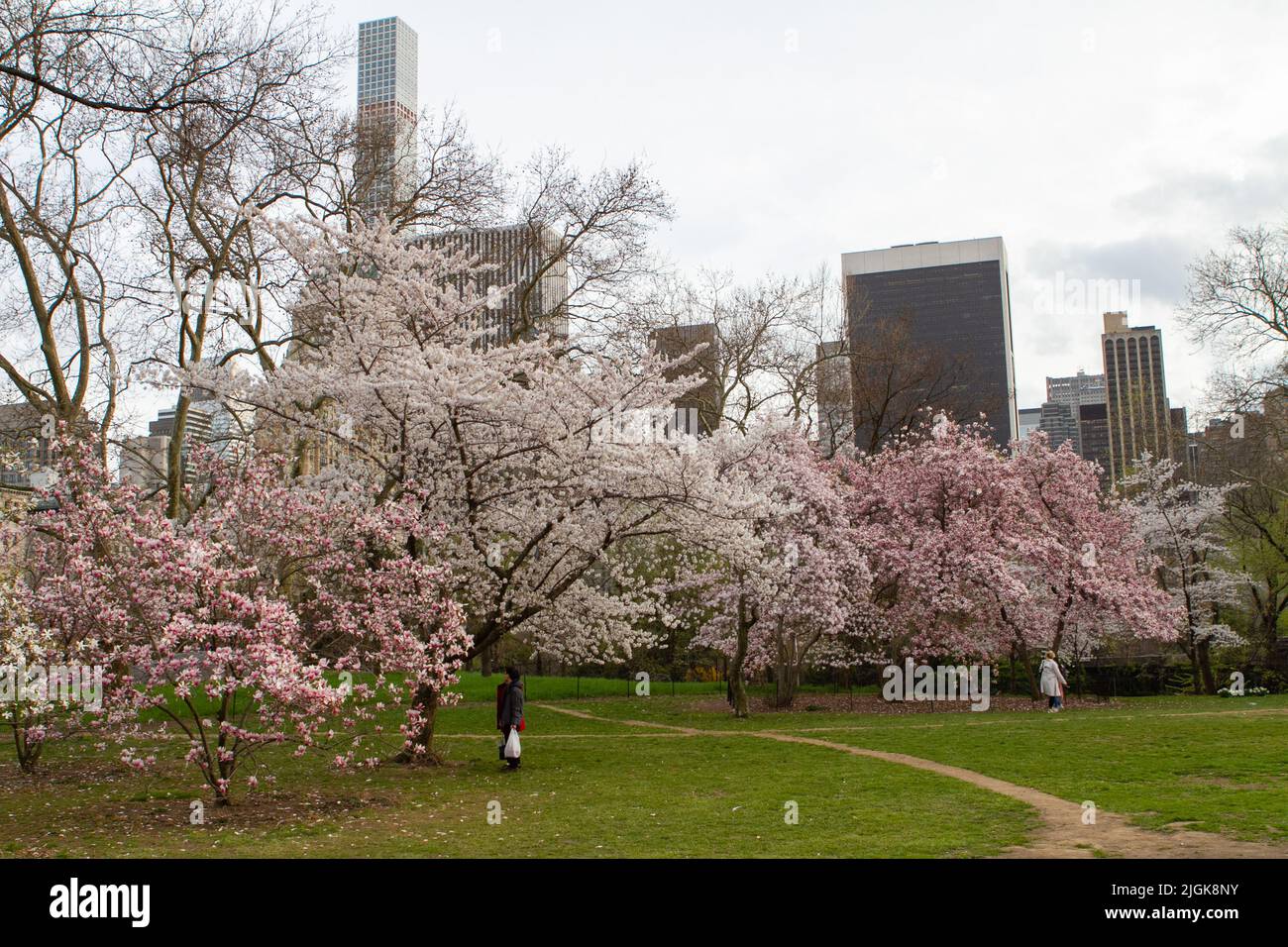 People enjoying the cherry blossoms in Central Park Stock Photo Alamy