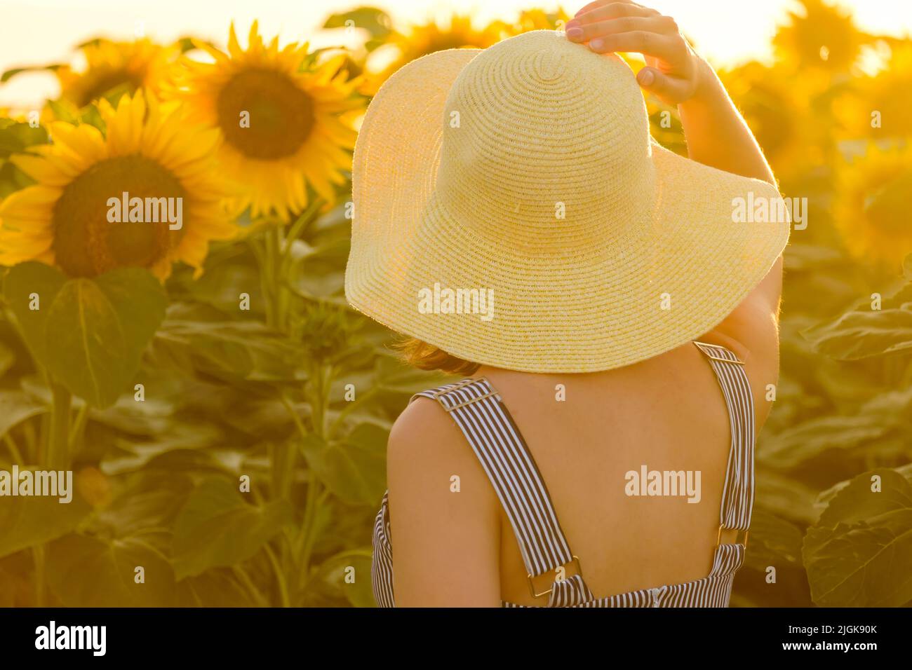 Young woman looks at bright sunflowers growing in rural field at sunset. Lady in straw hat stands among beautiful plants backside close view Stock Photo