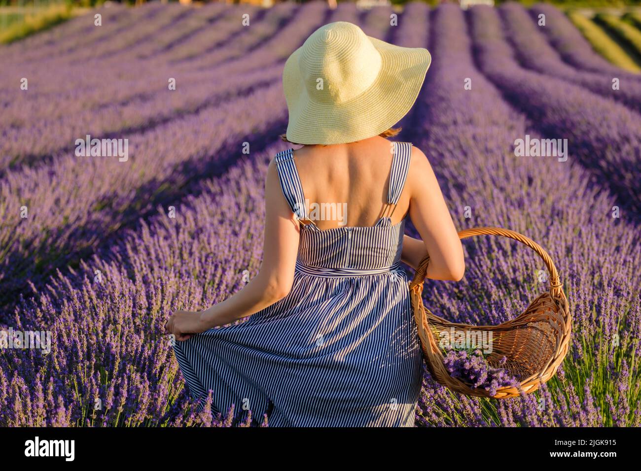 Young woman in straw hat enjoys walking in lavender field on sunny day. Lady holds wicker basket with fresh violet flowers backside view Stock Photo