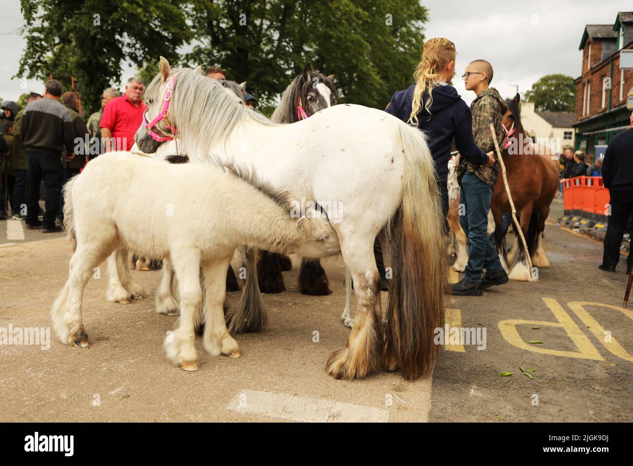 A foal feeding from its mother in the street, Appleby Horse Fair, Appleby in Westmorland, Cumbria Stock Photo