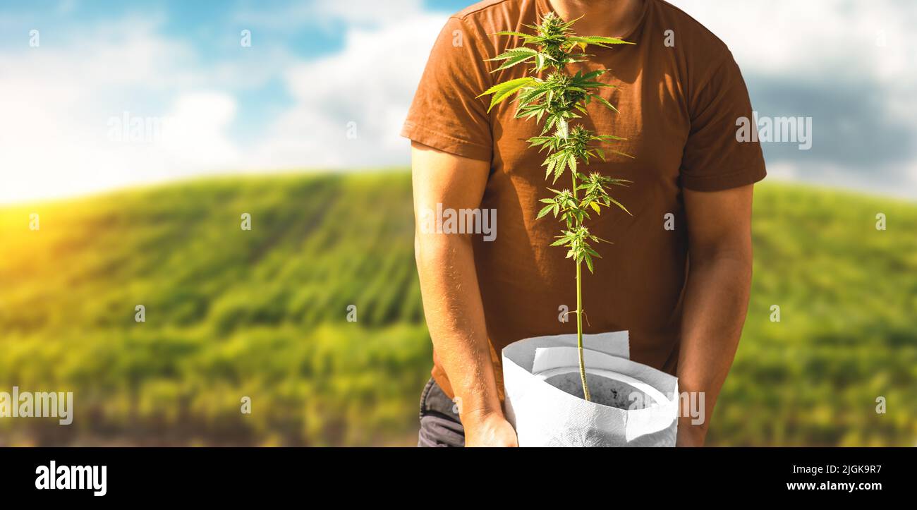 A man holds a pot of flowering cannabis against a green field. Cultivation of hemp. Leaf of a medicinal plant. Collect flowering indica. Stock Photo