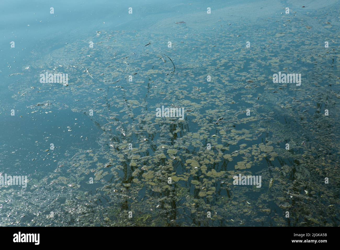 Pond water and algae that bloom and stink. Ecological disaster at the