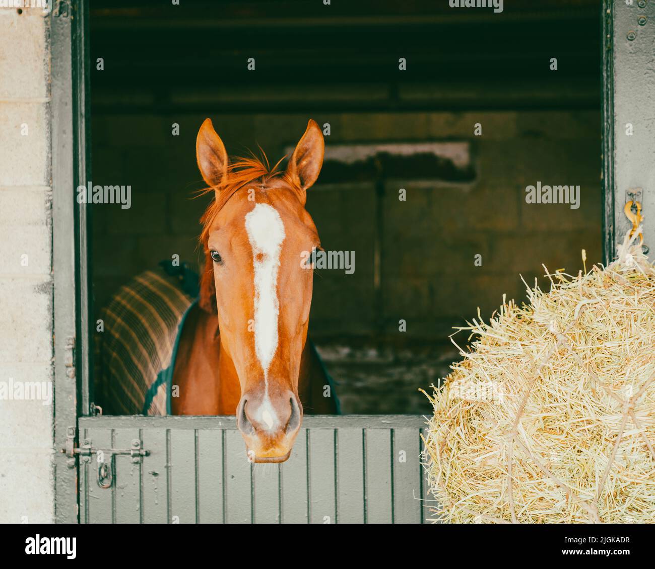 Thoroughbred race horse in a stable in Lexington, Kentucky Stock Photo