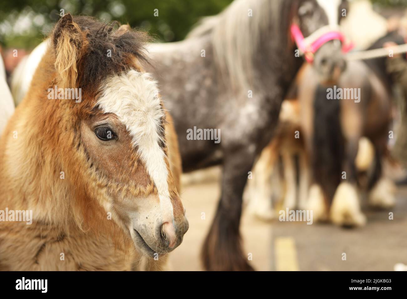 A bay coloured foal, Appleby Horse Fair, Appleby in Westmorland, Cumbria Stock Photo