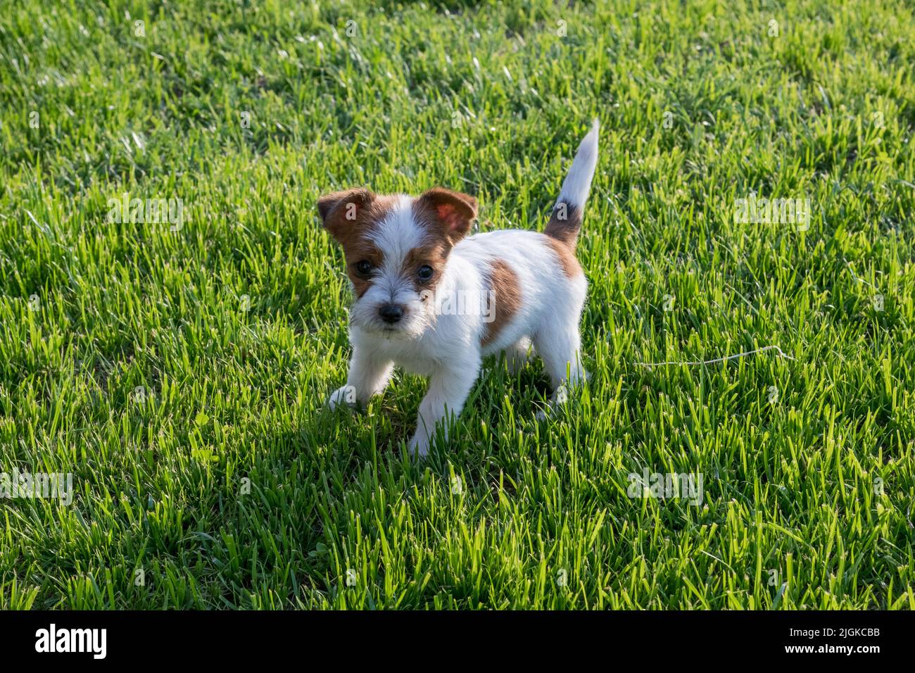 From above fluffy Jack Russell Terrier puppy standing on green grass of sunlit lawn in yard Stock Photo