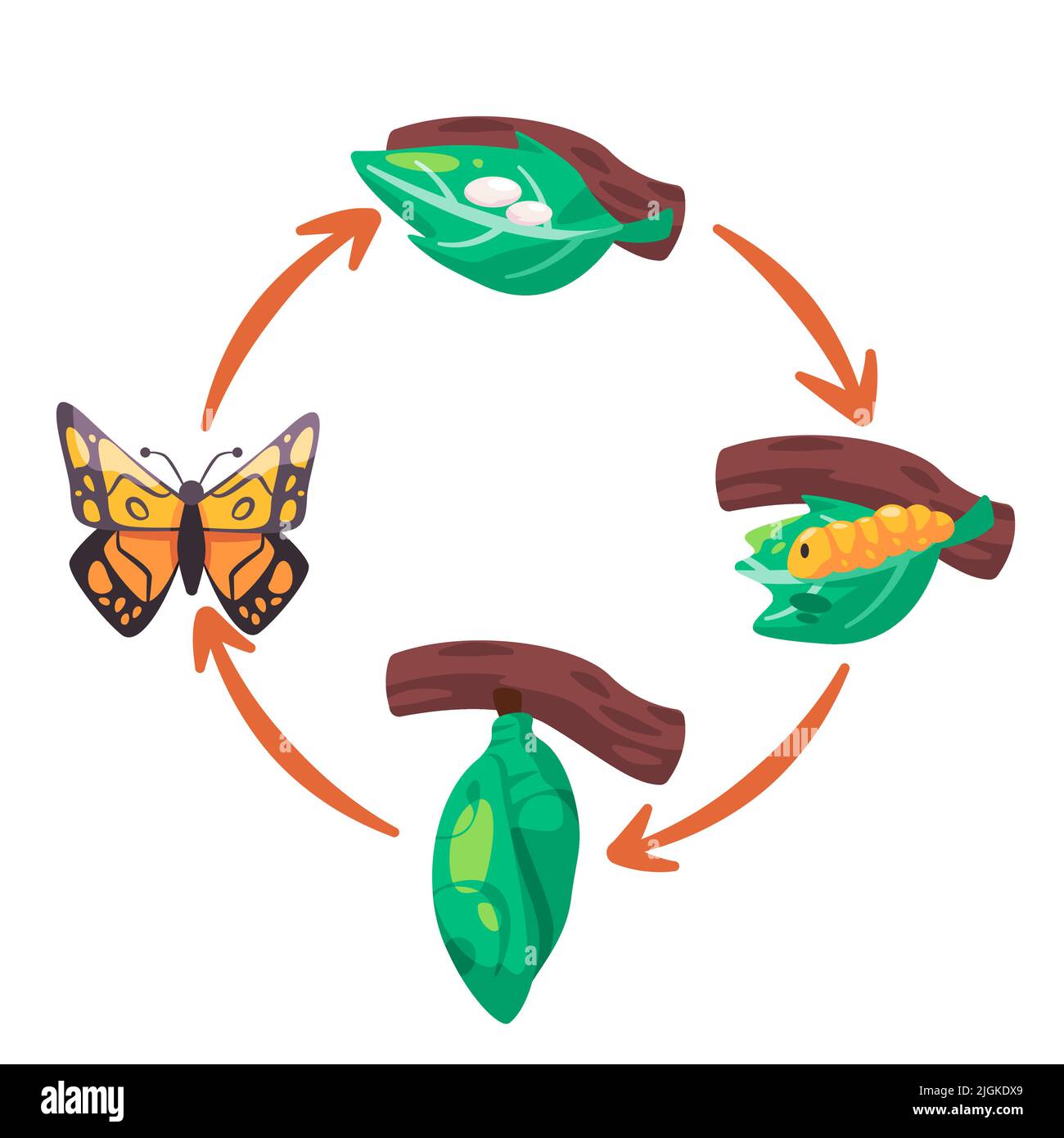 Butterfly life cycle illustration transformation from egg larva pupa cocoon process diagram Stock Vector