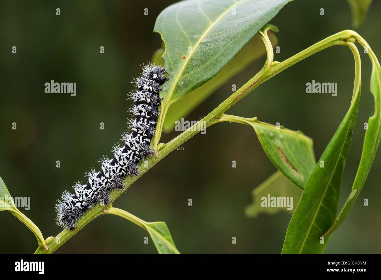 Zig-Zag Emperor Silkmoth - Gonimbrasia tyrrhea, caterpillar of moth from African forests and bushes, Tanzania. Stock Photo