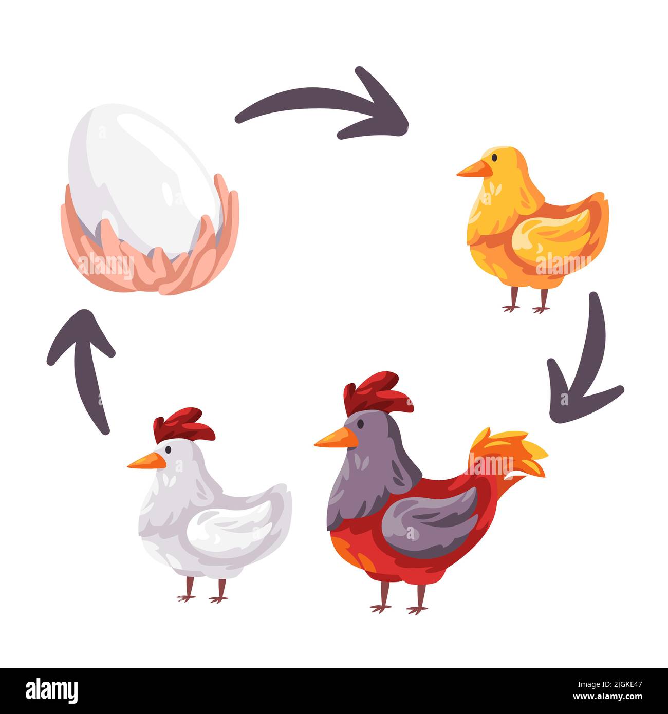 Chicken life cycle stages from egg to young and adult rooster reproduction illustration Stock Vector