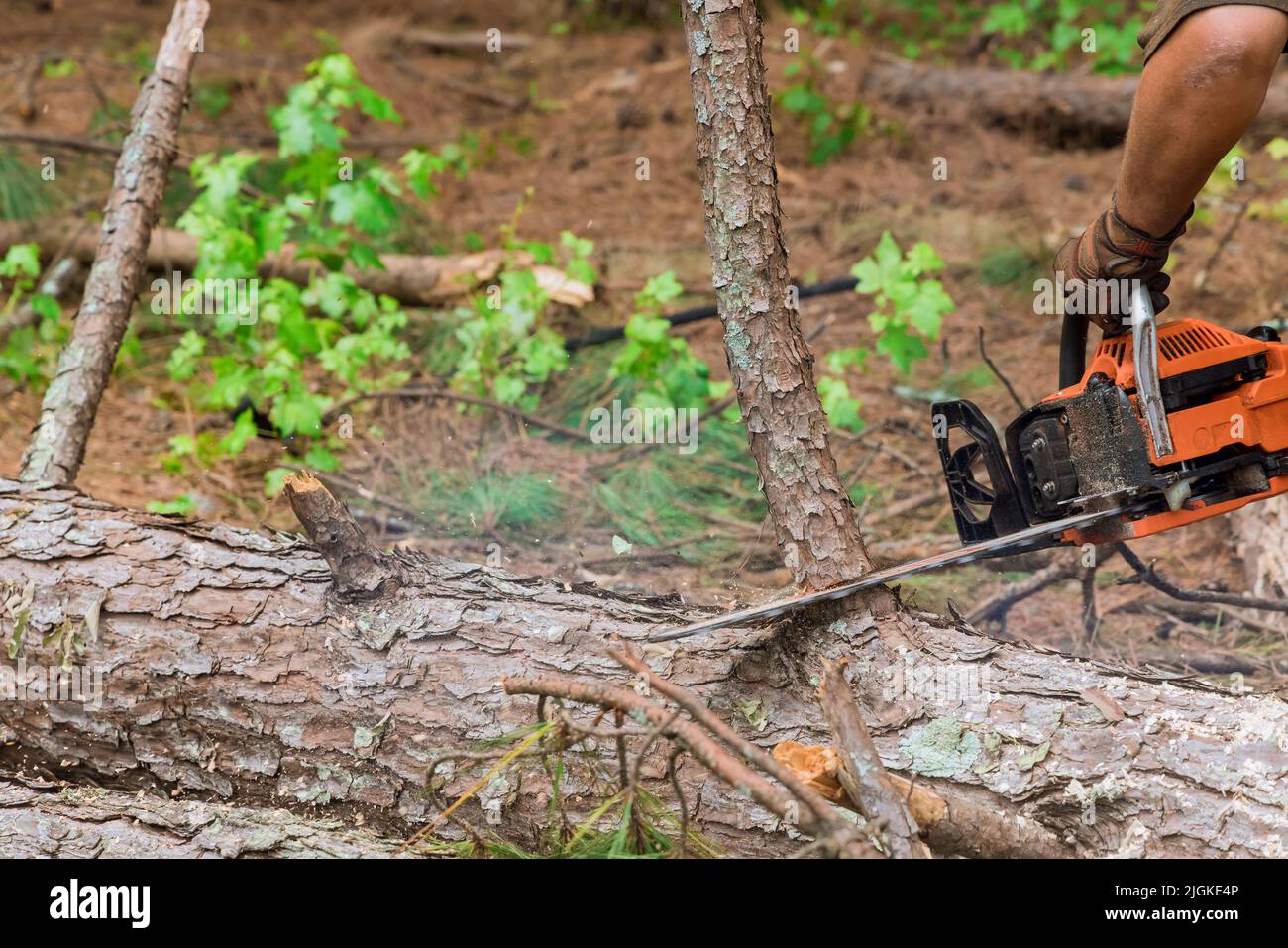 After a hurricane, a tree fell and was cut with a chainsaw Stock Photo ...