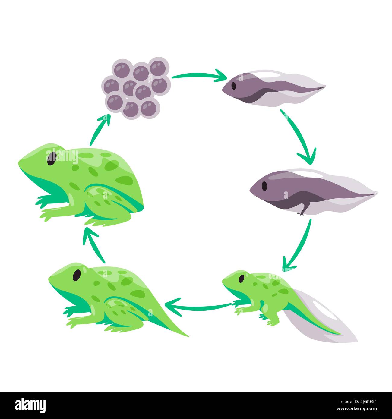 Life cycle of frog metamorphosis from eggs tadpole to froglet and adult Stock Vector