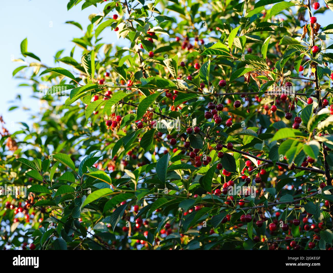 Red leaf of cherry tree hi-res stock photography and images - Alamy