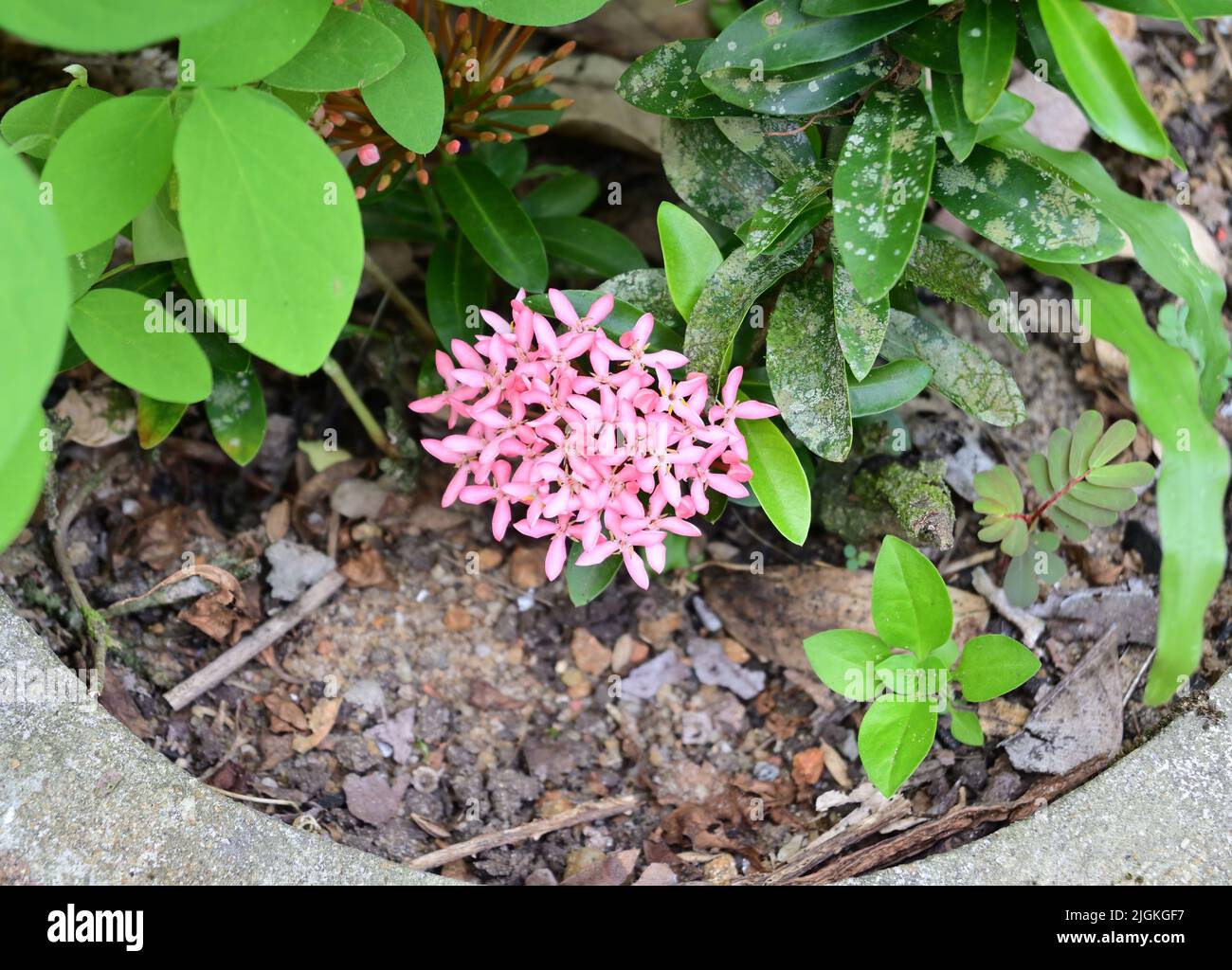 A pink jungle geranium flower cluster with leaves on a cement potted Ixora coccinea plant Stock Photo
