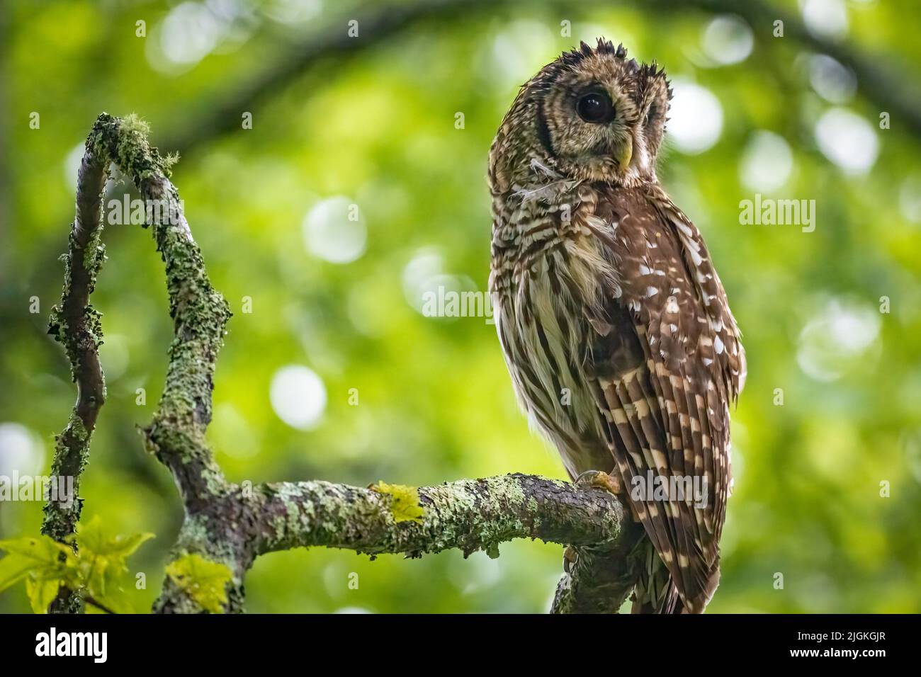 Wild barred owl at Vogel State Park in North Blue Ridge
