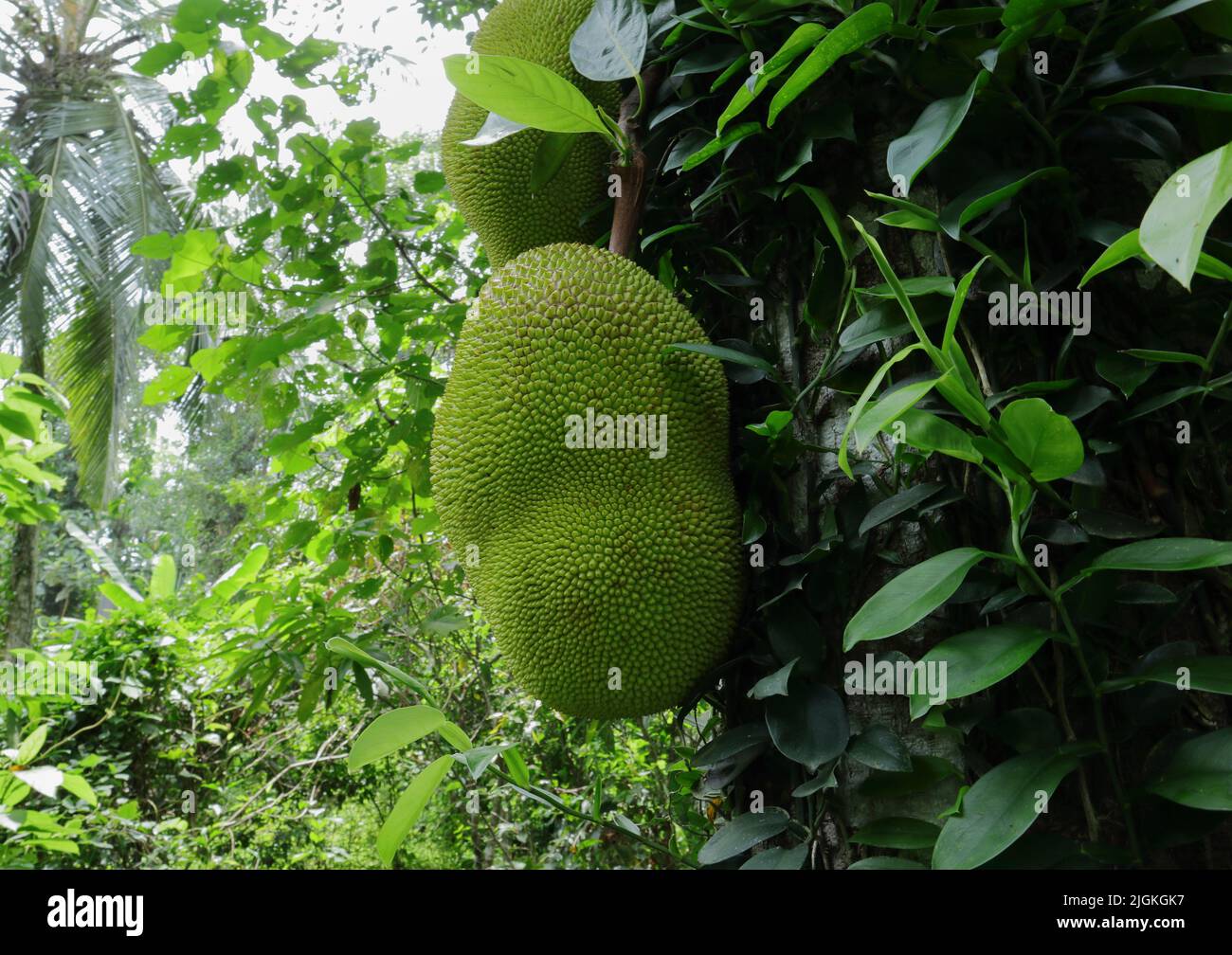 Side view of a hanging Jack fruit on the large Jack fruit trunk covered with wild creepers Stock Photo