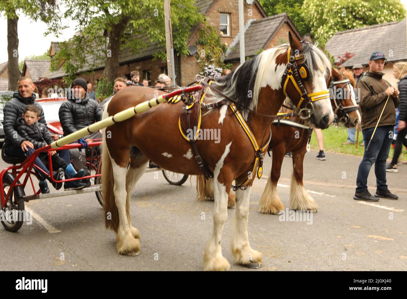 A coloured horse pulling three people in a trap along the road, Appleby Horse Fair, Appleby in Westmorland, Cumbria Stock Photo