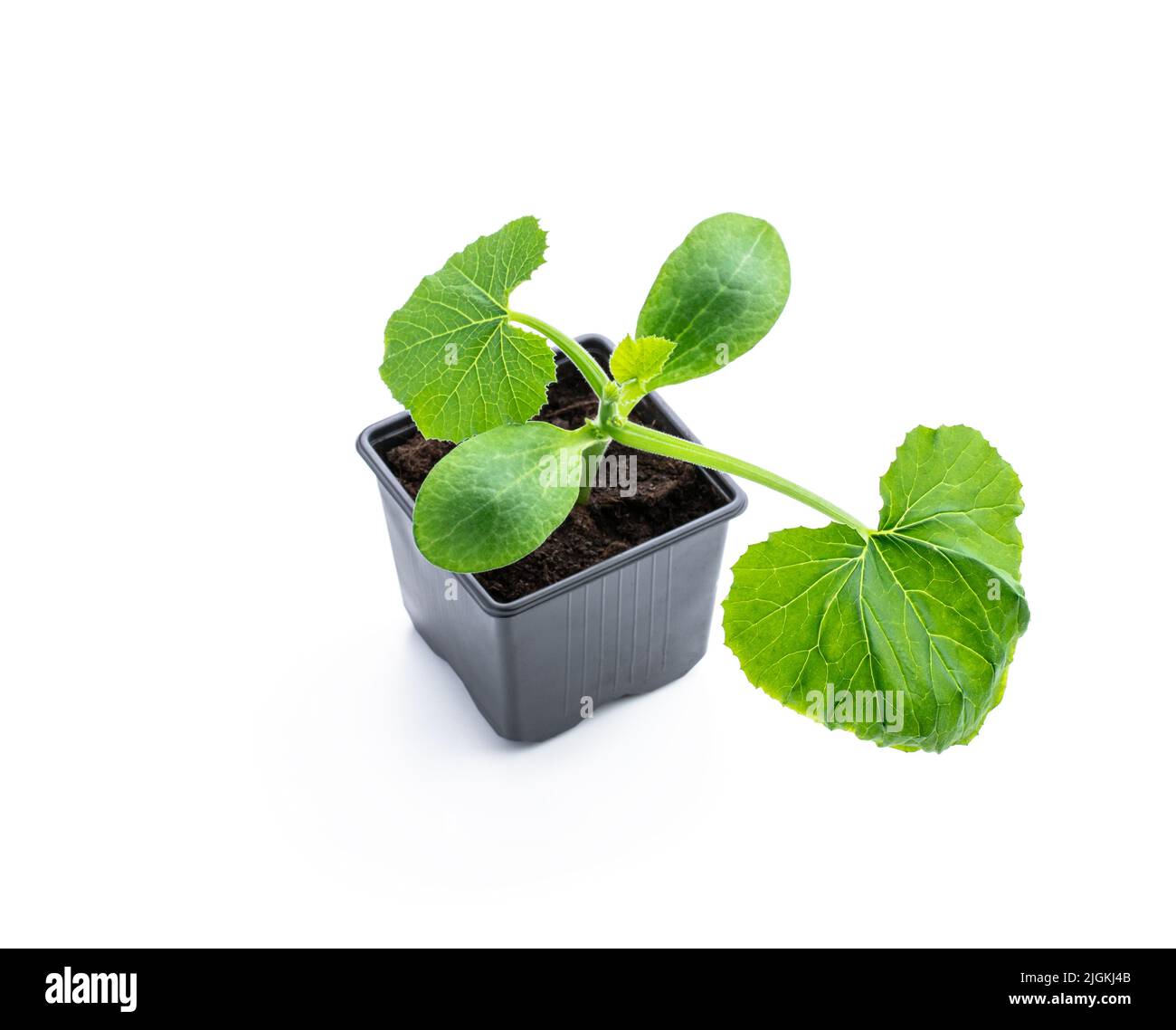 Baby squash plant sprout in plastic pot ready to plant isolated on