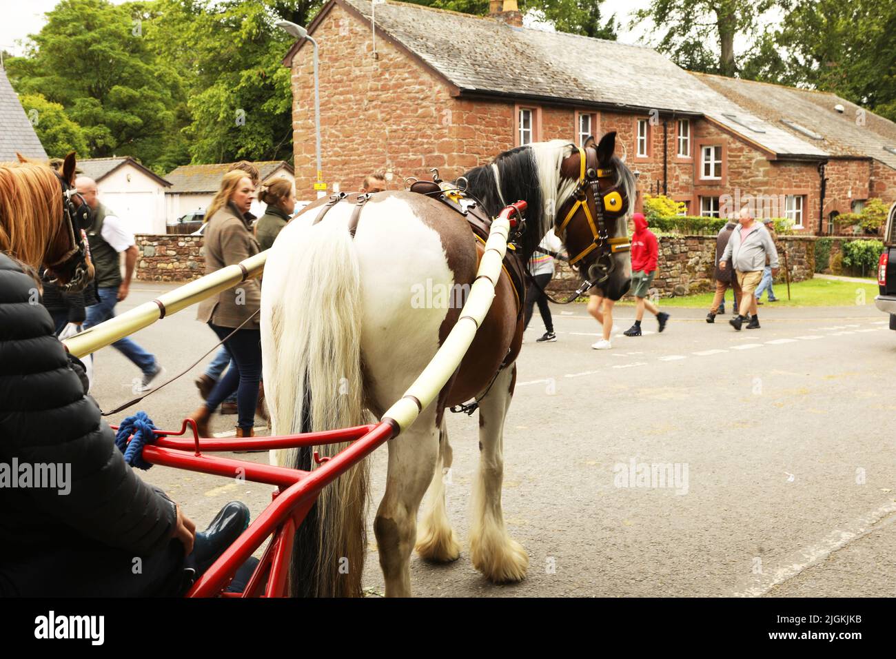 A coloured horse pulling a trap along the road, Appleby Horse Fair, Appleby in Westmorland, Cumbria Stock Photo