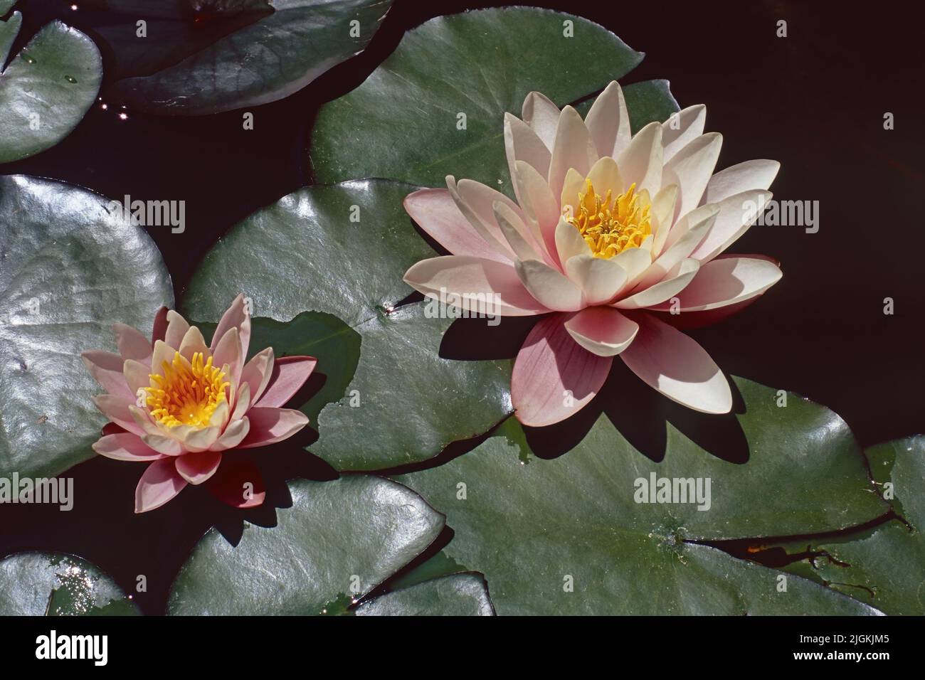 water lily grown in a small lake, flowers and leaves, Nymphaea alba, Nymphaeaceae Stock Photo