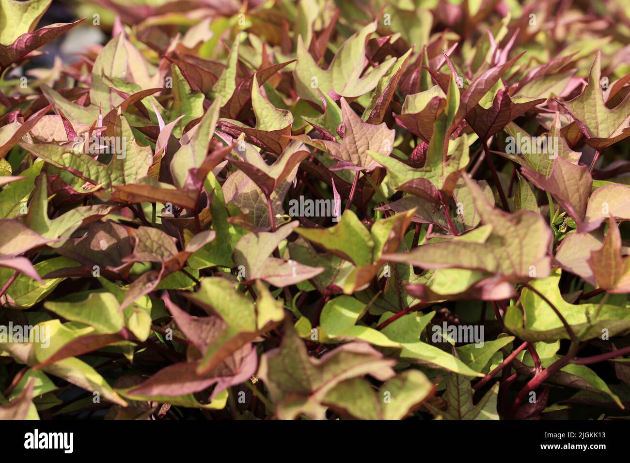 Beautiful Ipomoea Hybrida plants in the garden Stock Photo