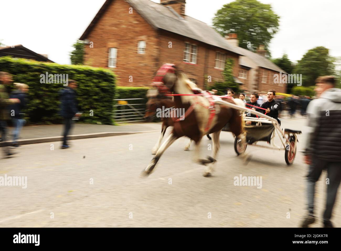 A coloured horse trotting fast down a road pulling people in a trap, Appleby Horse Fair, Appleby in Westmorland, Cumbria Stock Photo