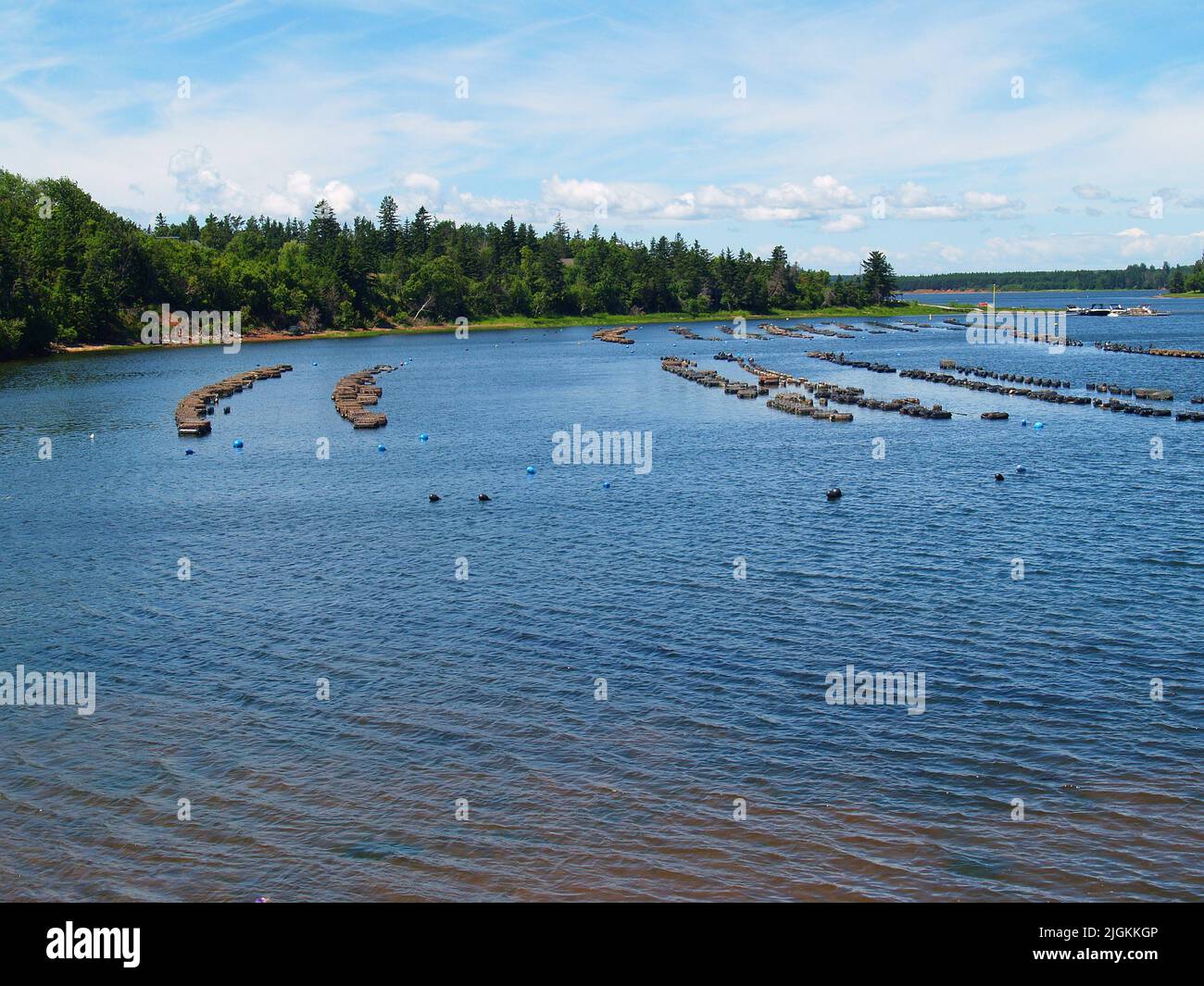 Aquaculture, oyster farming, PEI Stock Photo Alamy