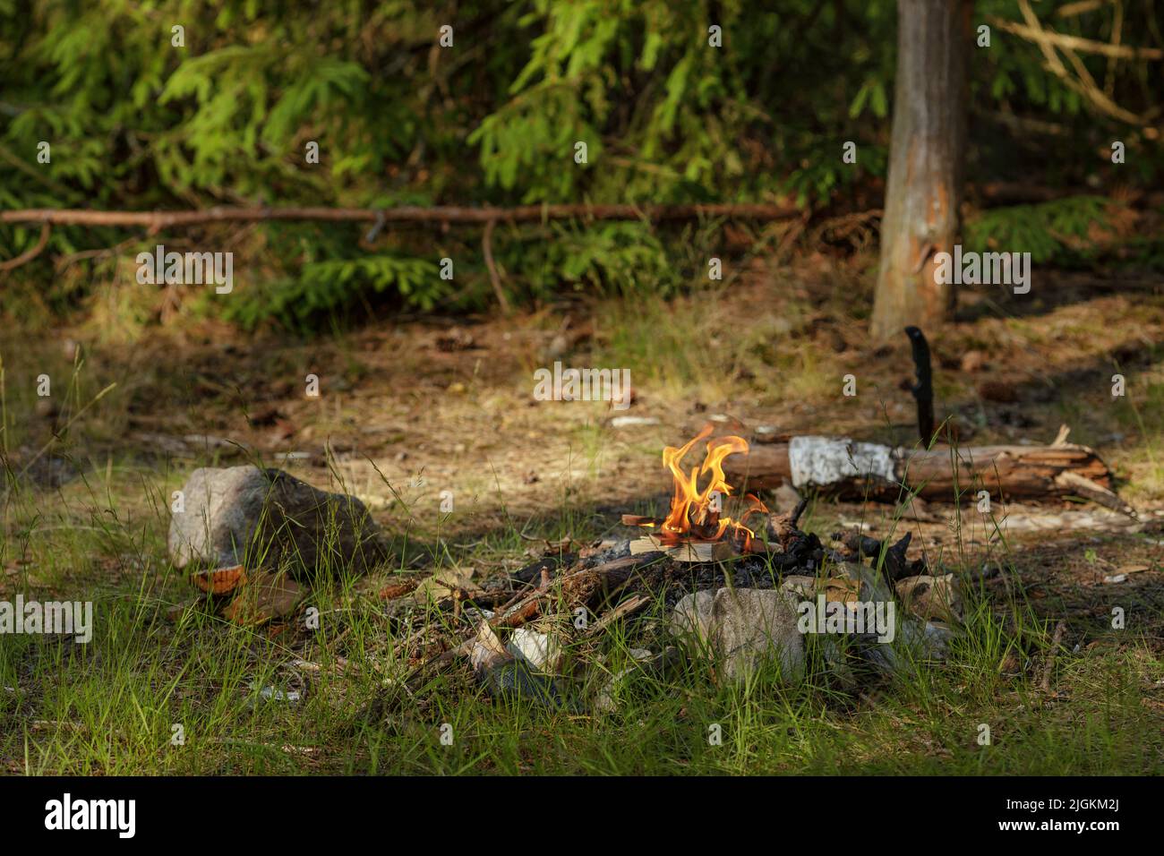Close up of burning timber bonfire in summer forest. The concept of ...