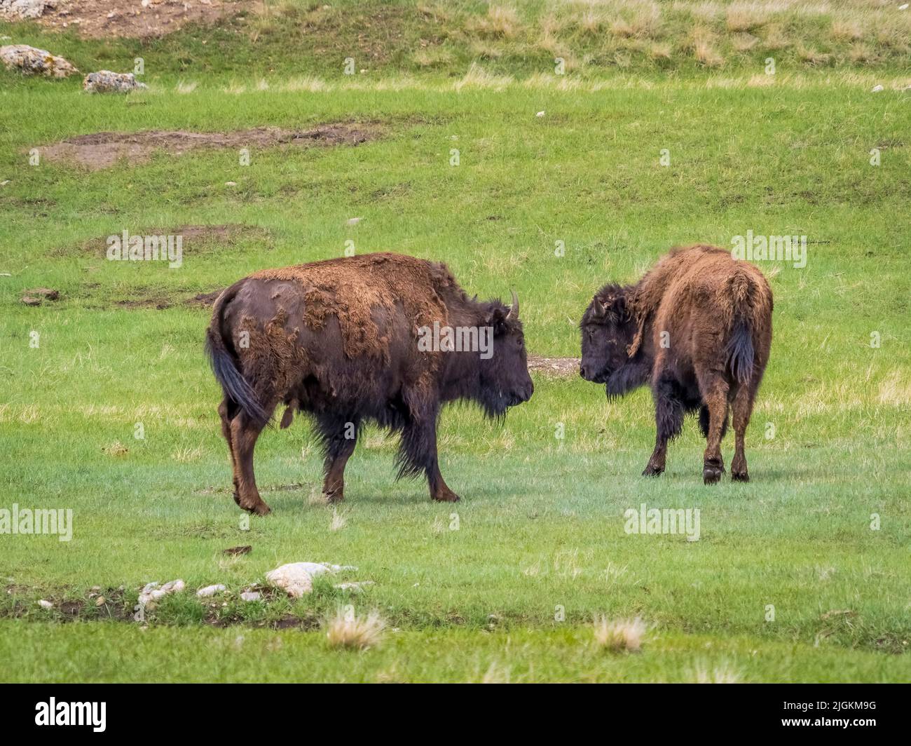 Herd of American Bison or Buffalo on grasslands in Wind Cave National Park in South Dakota USA Stock Photo