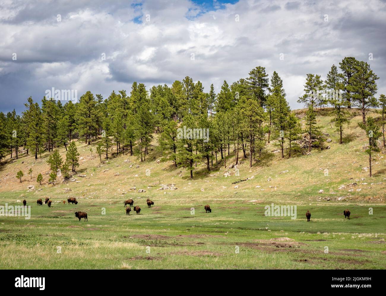 Herd of American Bison or Buffalo on grasslands in Wind Cave National Park in South Dakota USA Stock Photo