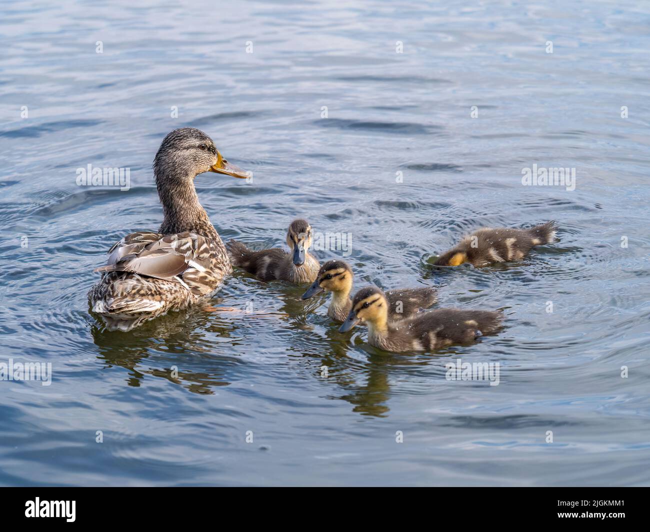 A family of ducks, a duck and its little ducklings are swimming in the