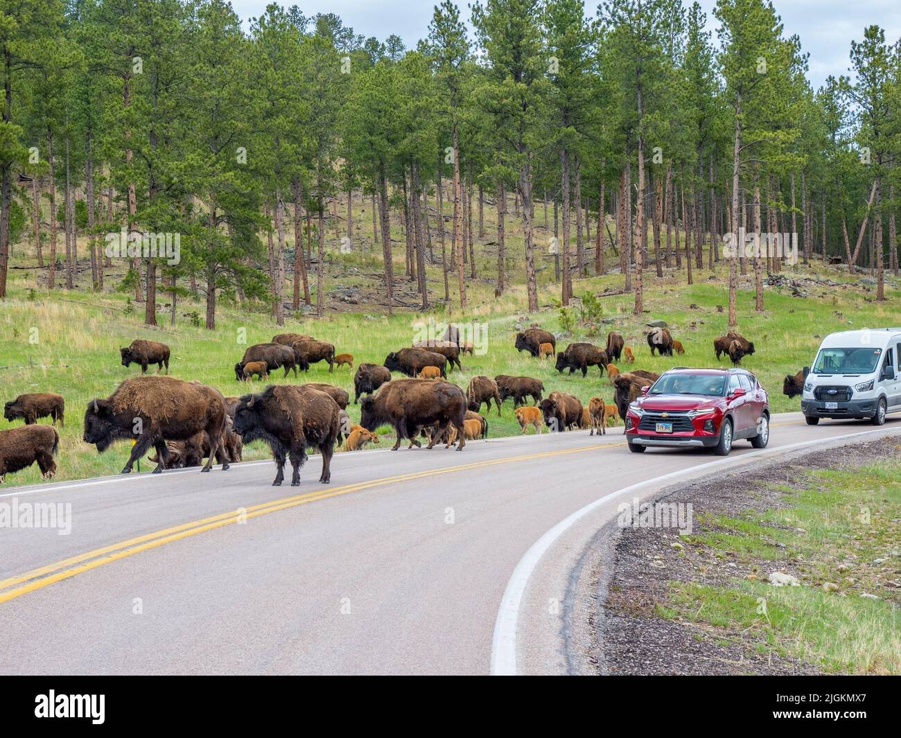 Herd of American Bison or Buffalo on Highway 87 in Wind Cave National Park in South Dakota USA Stock Photo
