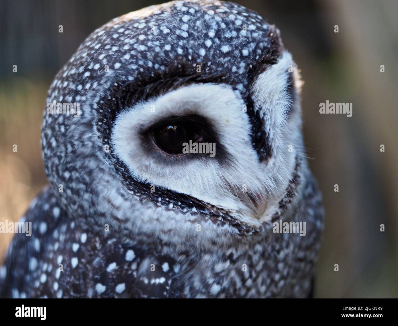 A closeup portrait of a impressive Lesser Sooty Owl with glorious speckled plumage. Stock Photo