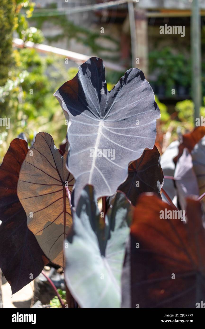 Colocasia esculenta, black magic plant. High quality photo Stock Photo