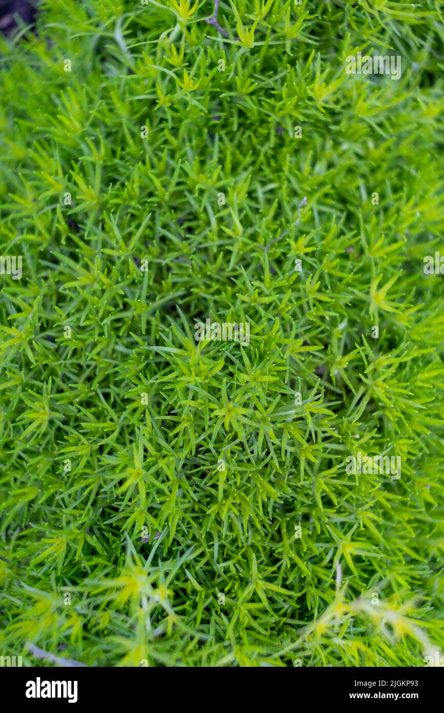 Scleranthus uncinatus Schur grass close up. High quality photo Stock Photo