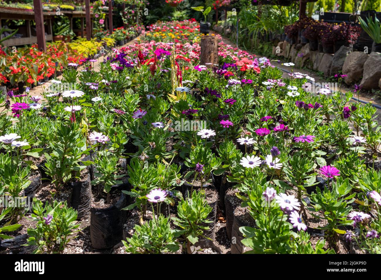 Osteospermum jucundum daisy field on a greenhouse. High quality photo Stock Photo